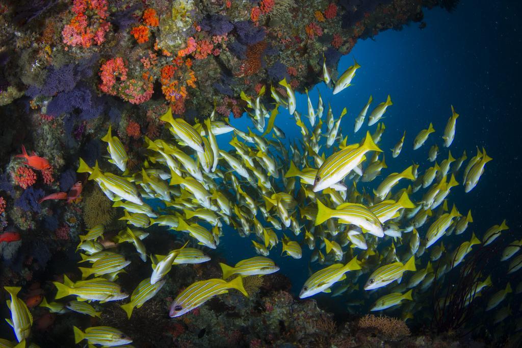 Boutique Beach All Inclusive Diving Hotel Dhigurah  Eksteriør bilde