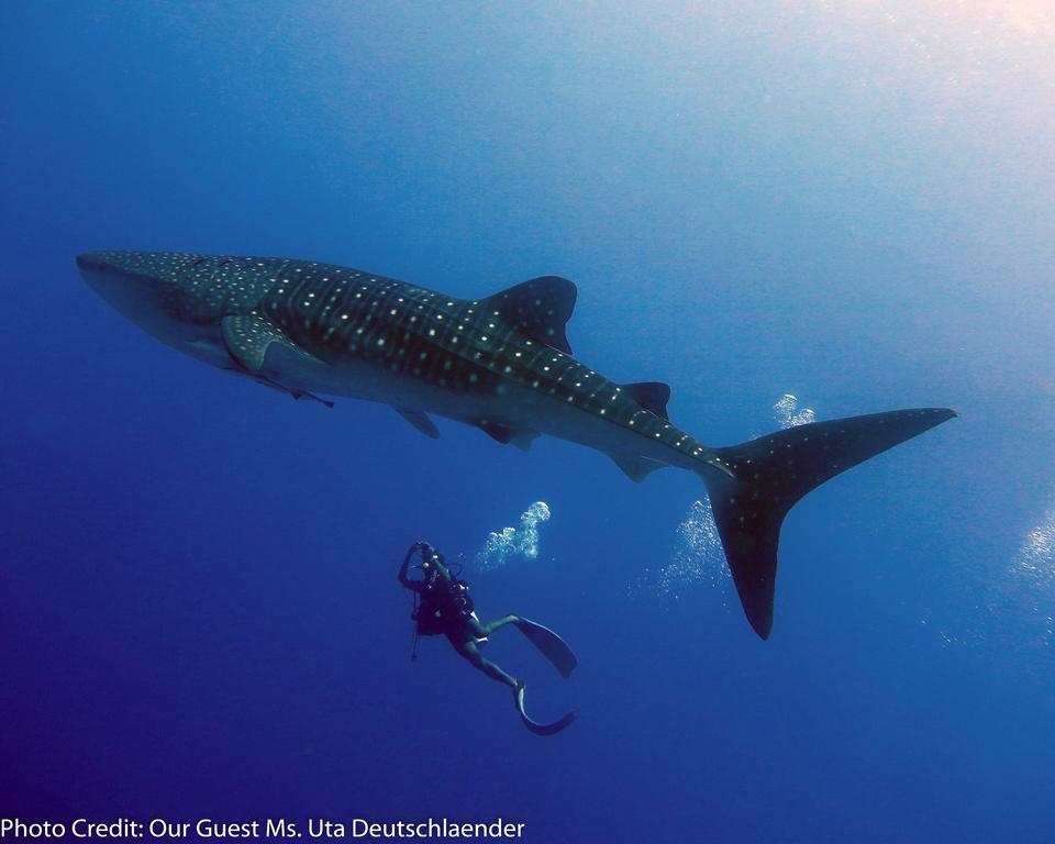 Boutique Beach All Inclusive Diving Hotel Dhigurah  Eksteriør bilde