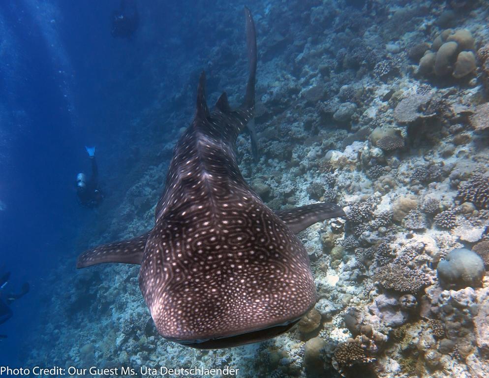 Boutique Beach All Inclusive Diving Hotel Dhigurah  Eksteriør bilde