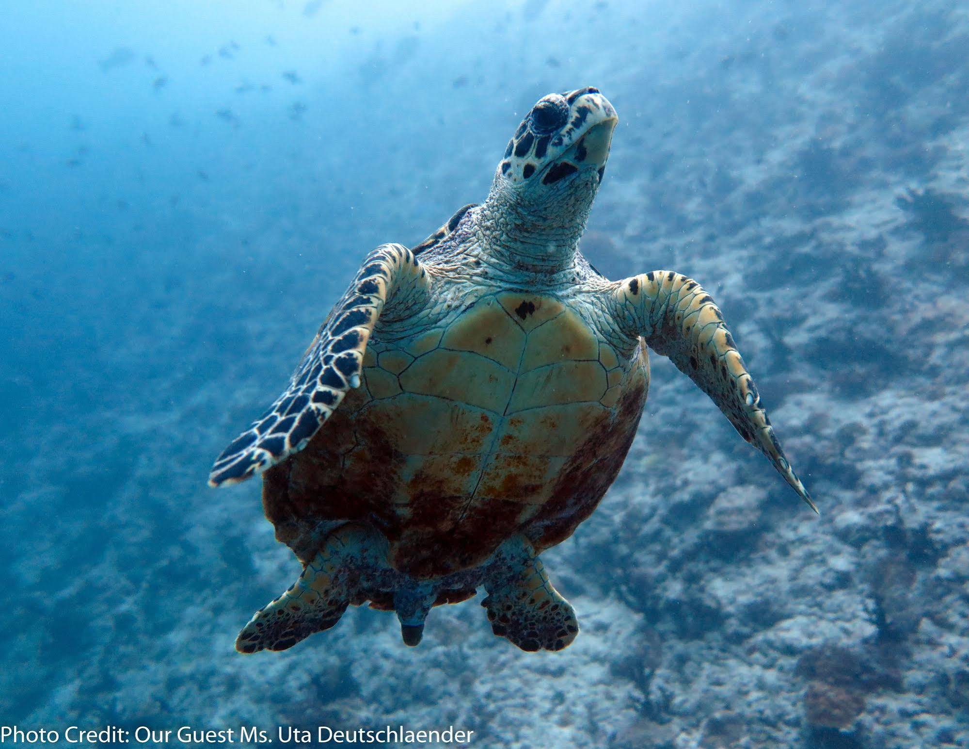 Boutique Beach All Inclusive Diving Hotel Dhigurah  Eksteriør bilde