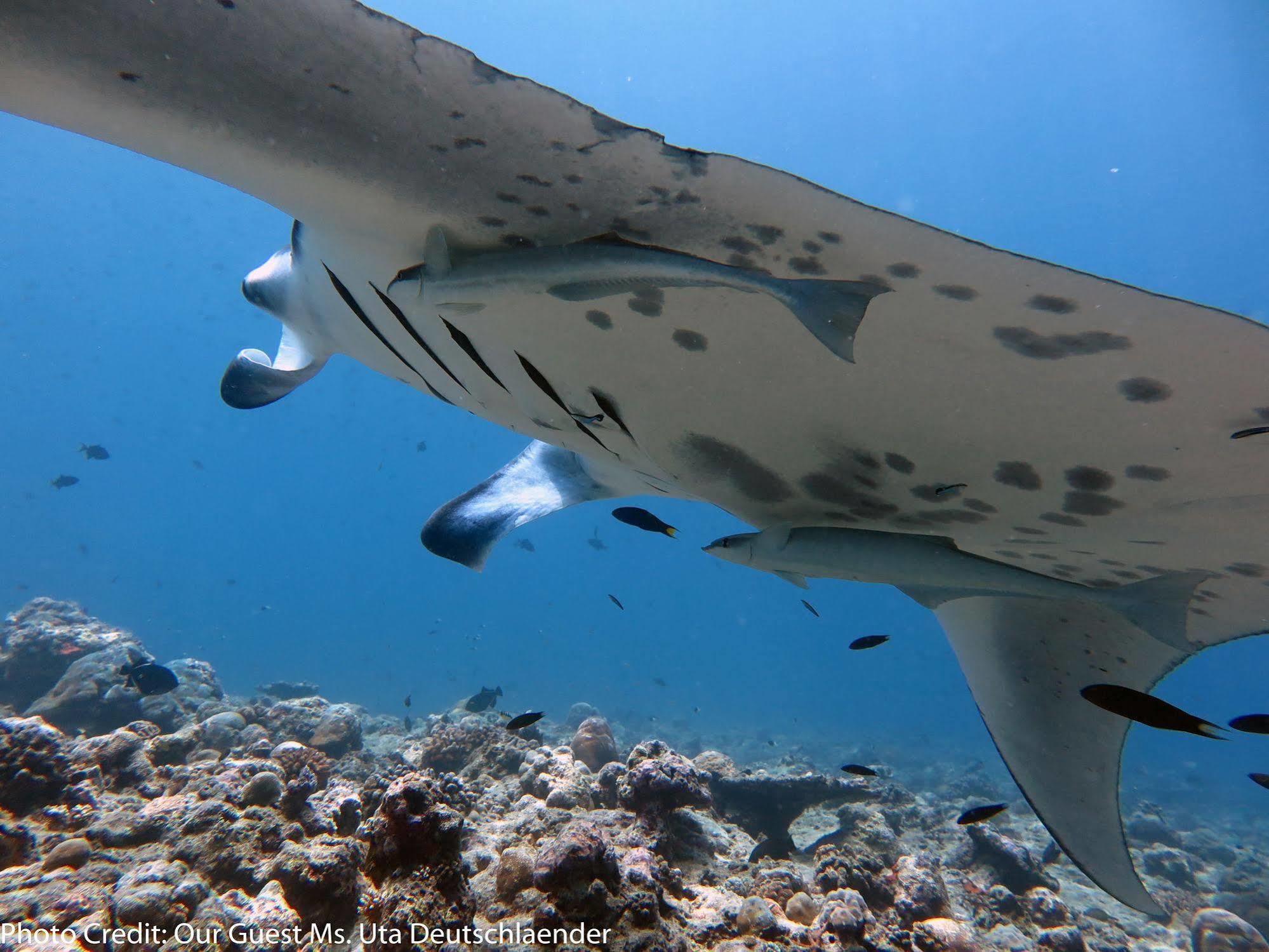 Boutique Beach All Inclusive Diving Hotel Dhigurah  Eksteriør bilde