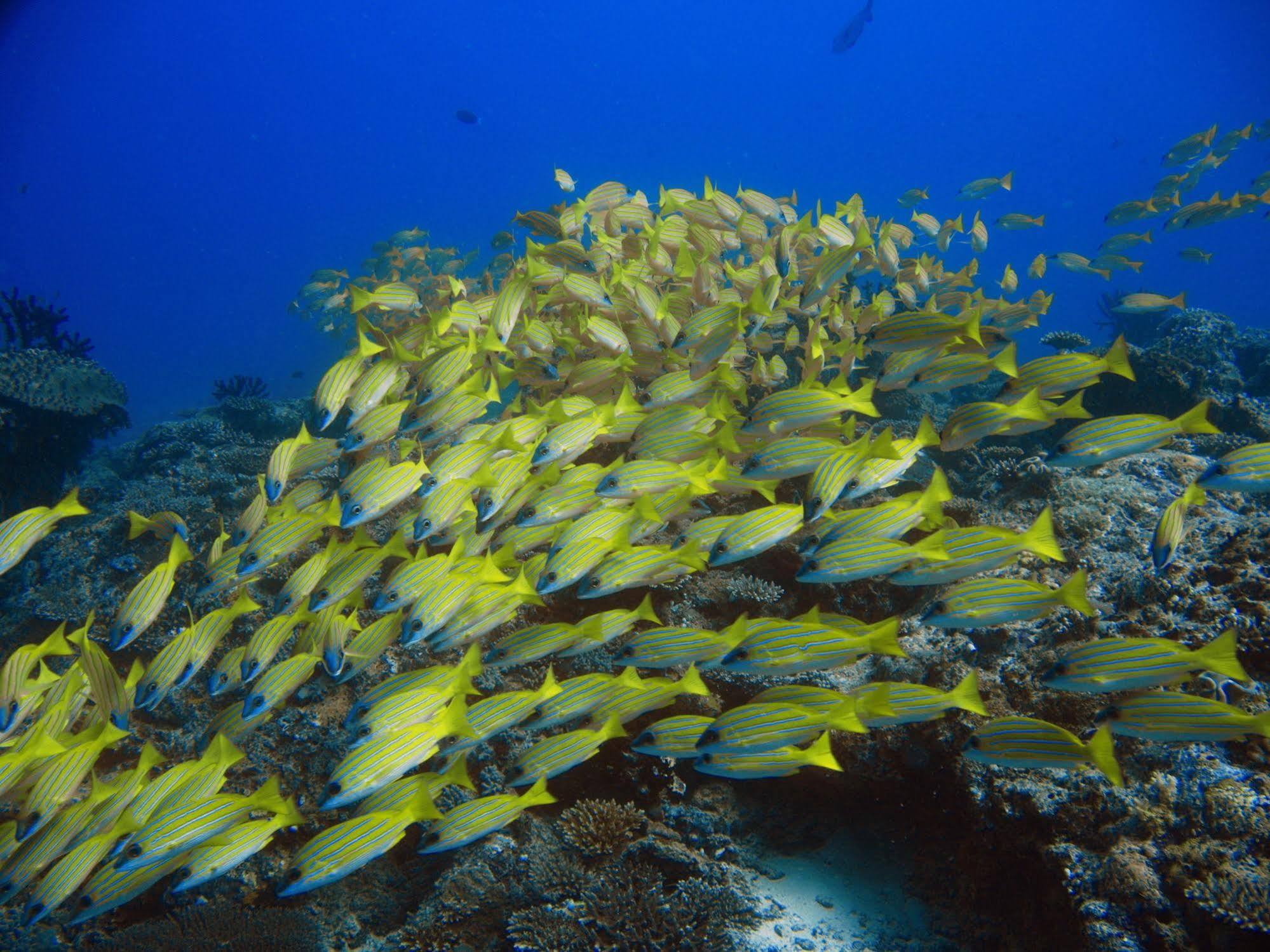 Boutique Beach All Inclusive Diving Hotel Dhigurah  Eksteriør bilde