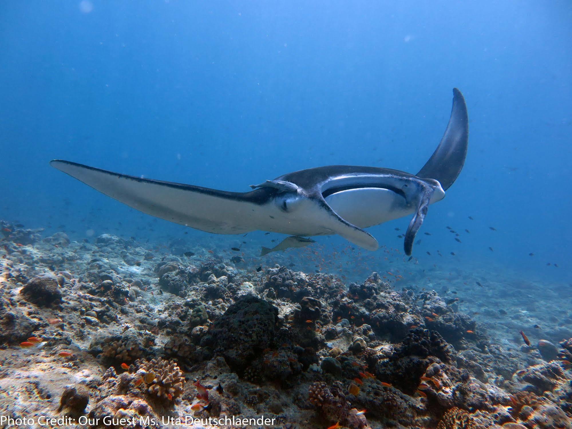 Boutique Beach All Inclusive Diving Hotel Dhigurah  Eksteriør bilde